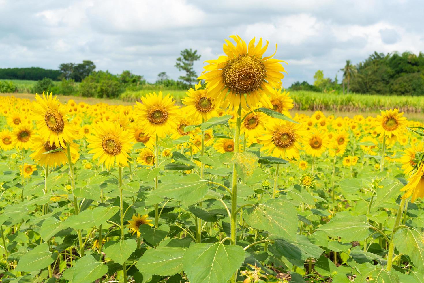 girasole archiviato in thailandia foto