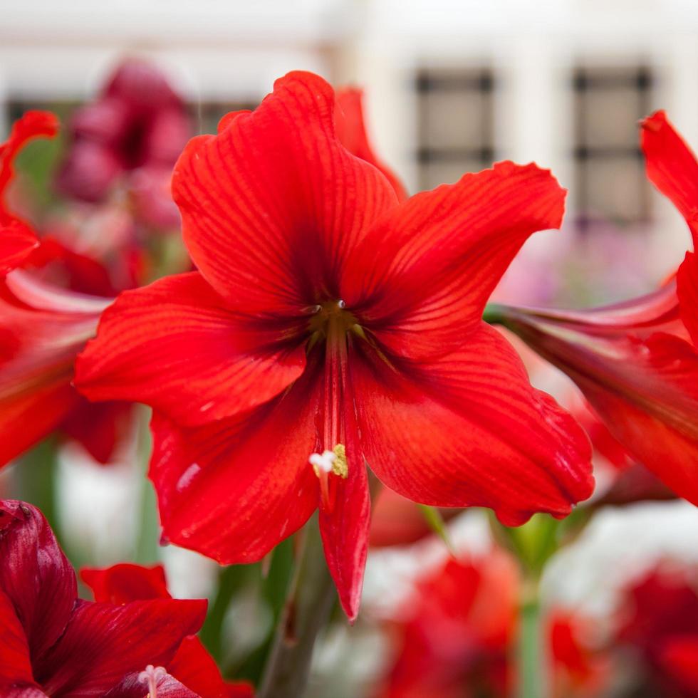 grande fiore rosso, primo piano foto