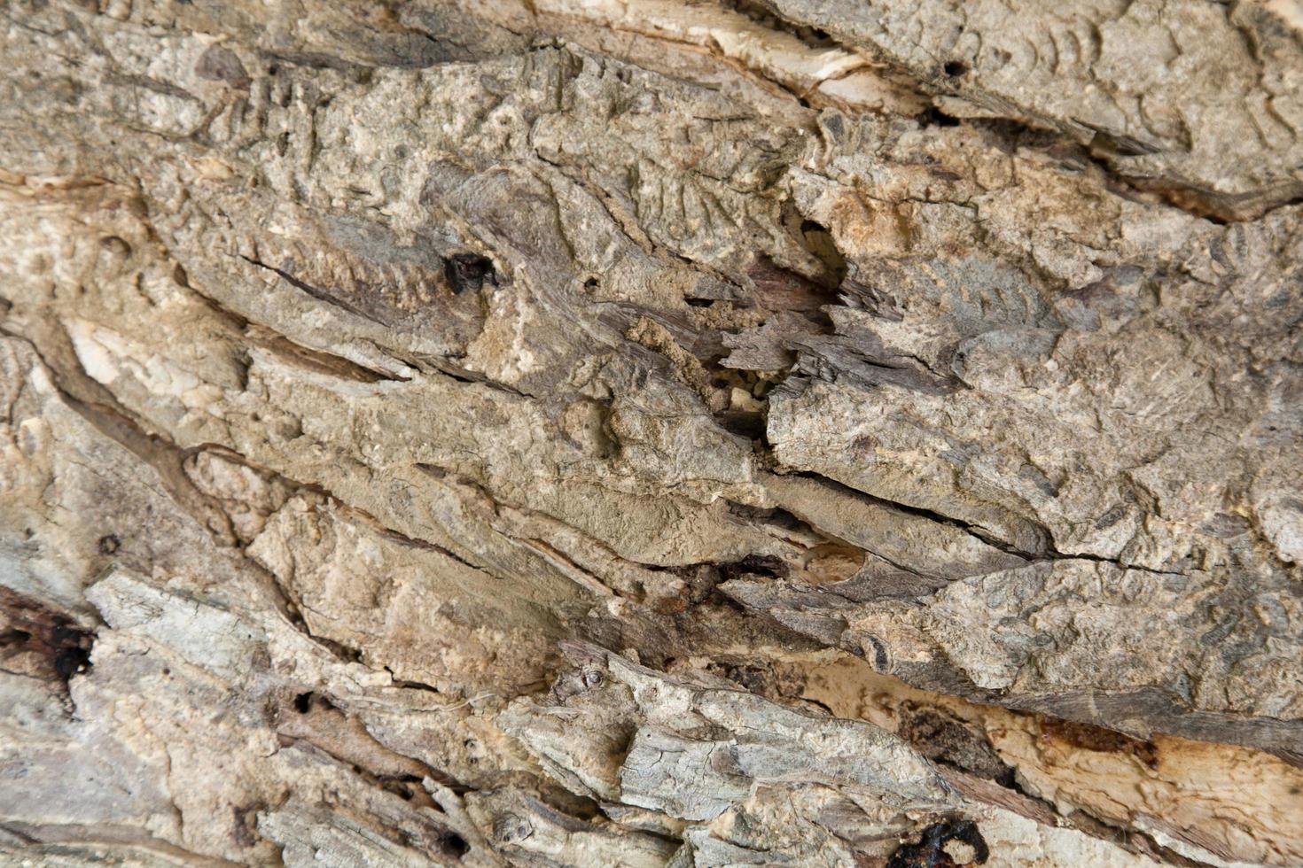 modello di corteccia di albero foto