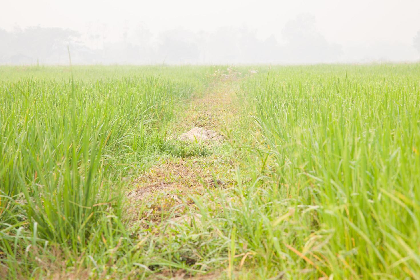 campo di riso in thailandia foto