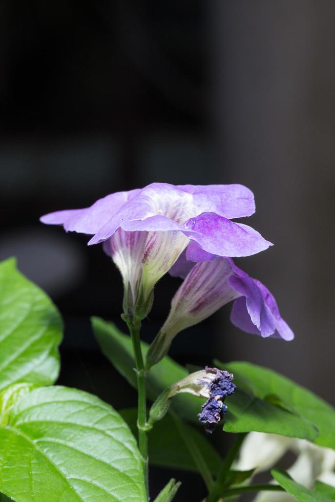 fiori viola nel parco foto