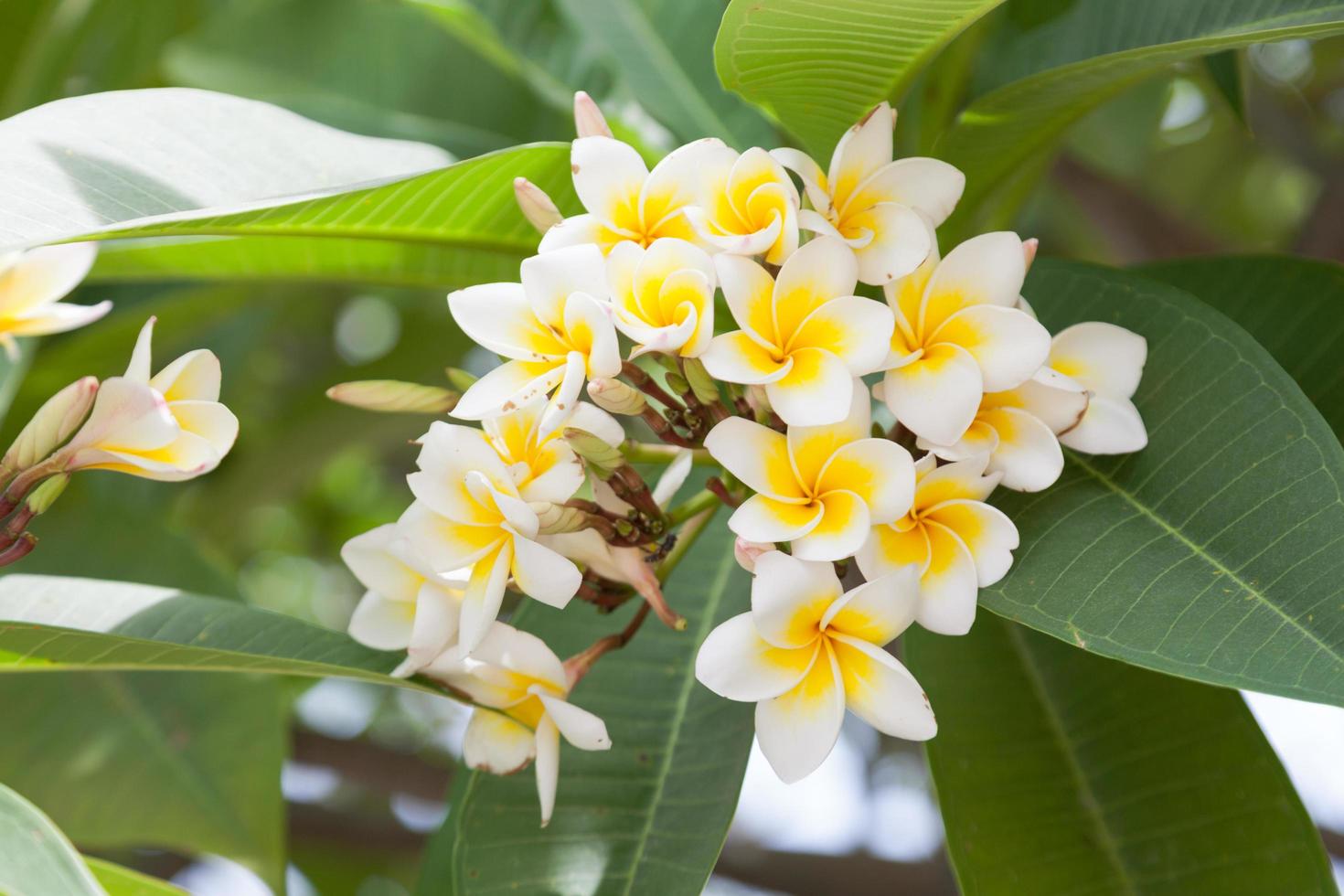 fiori bianchi su un albero foto