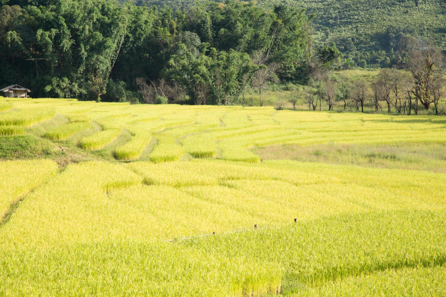 fattoria di riso sulla montagna in thailandia foto