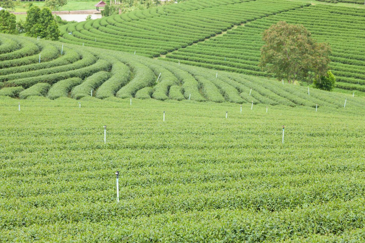 fattoria del tè in thailandia foto