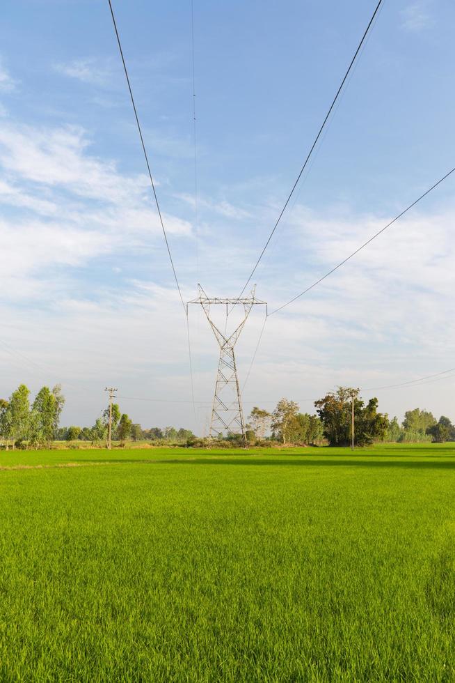 linee di trasmissione dell'elettricità sulle risaie foto