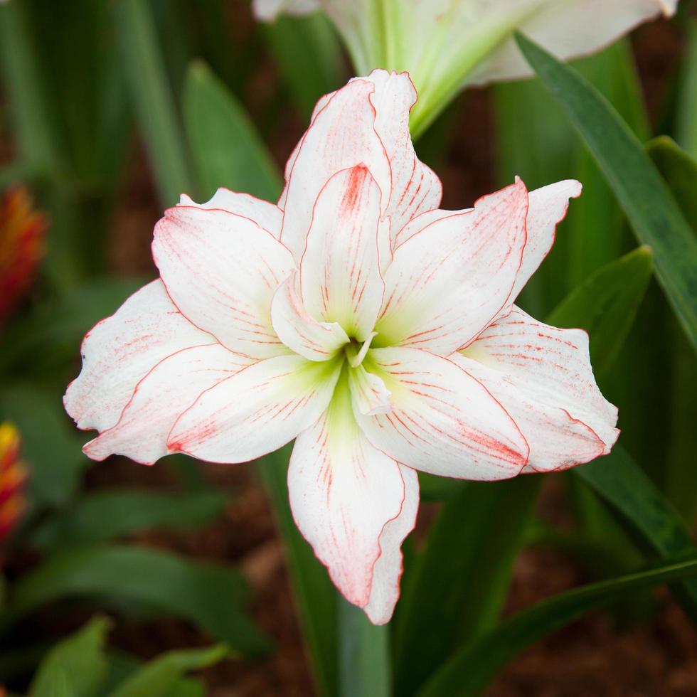 grandi fiori bianchi foto