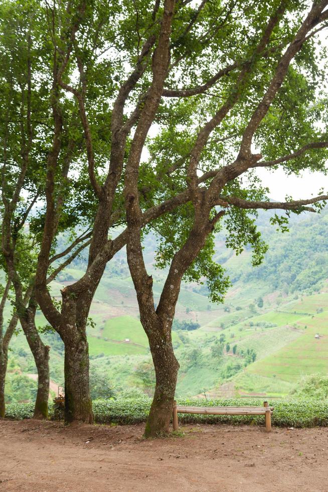 panchina sotto l'albero foto