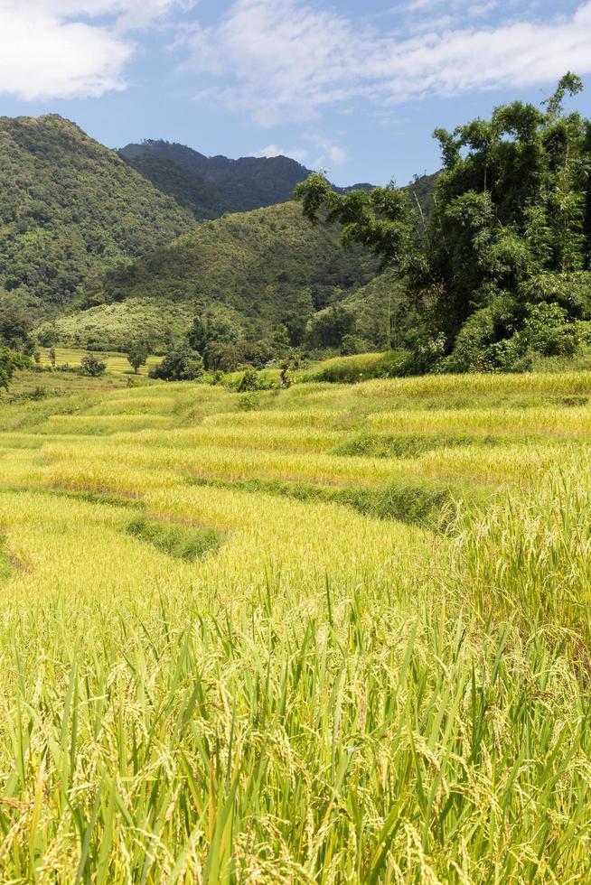 fattoria di riso sulla montagna in thailandia foto