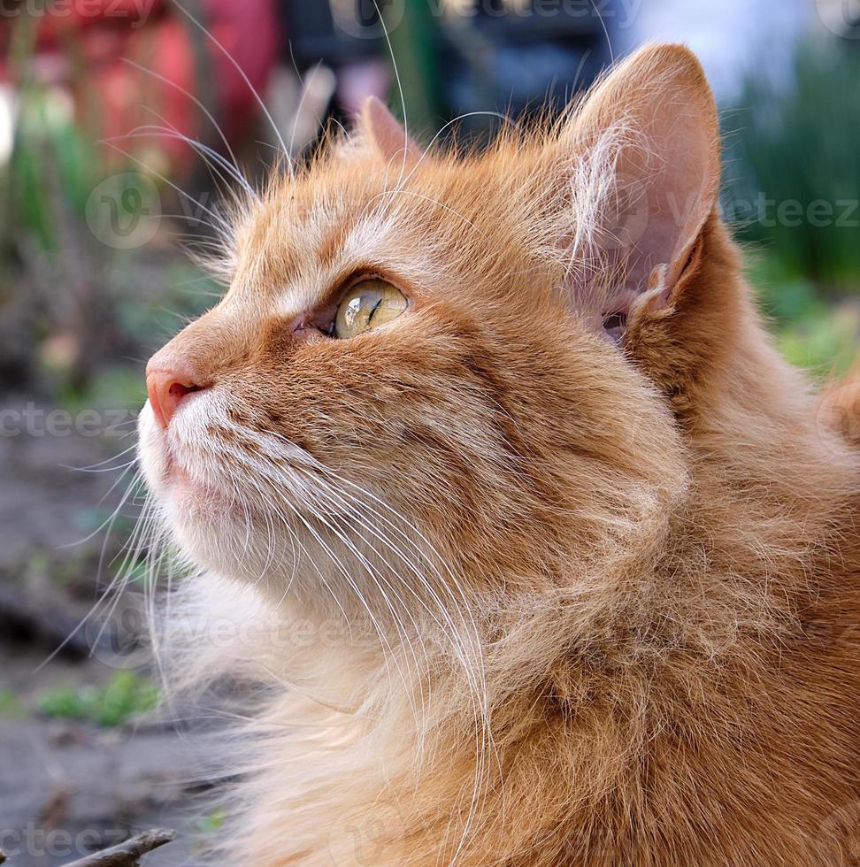 ritratto di un' testa Rossa adulto gatto con un' grande baffi foto