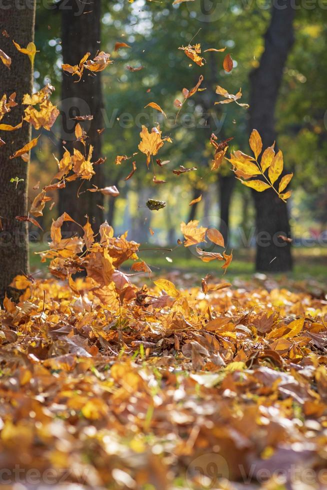 caduta giallo acero le foglie nel autunno parco foto