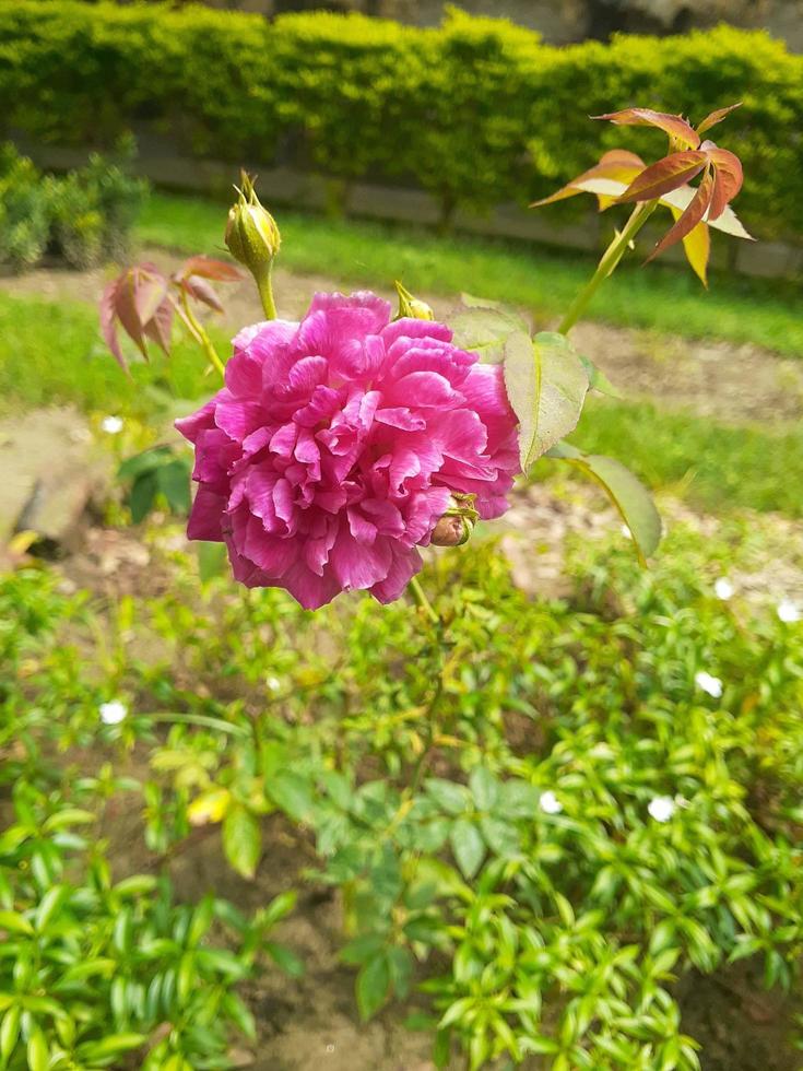 rosa fiore con alberi foto