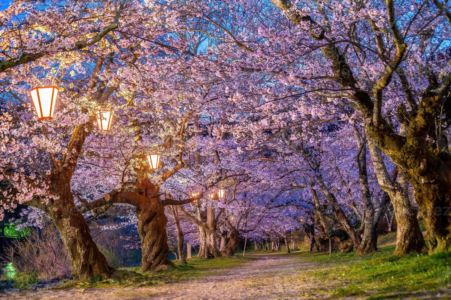 ciliegia fiorire a kintaikyo ponte iwakuni città, Giappone foto