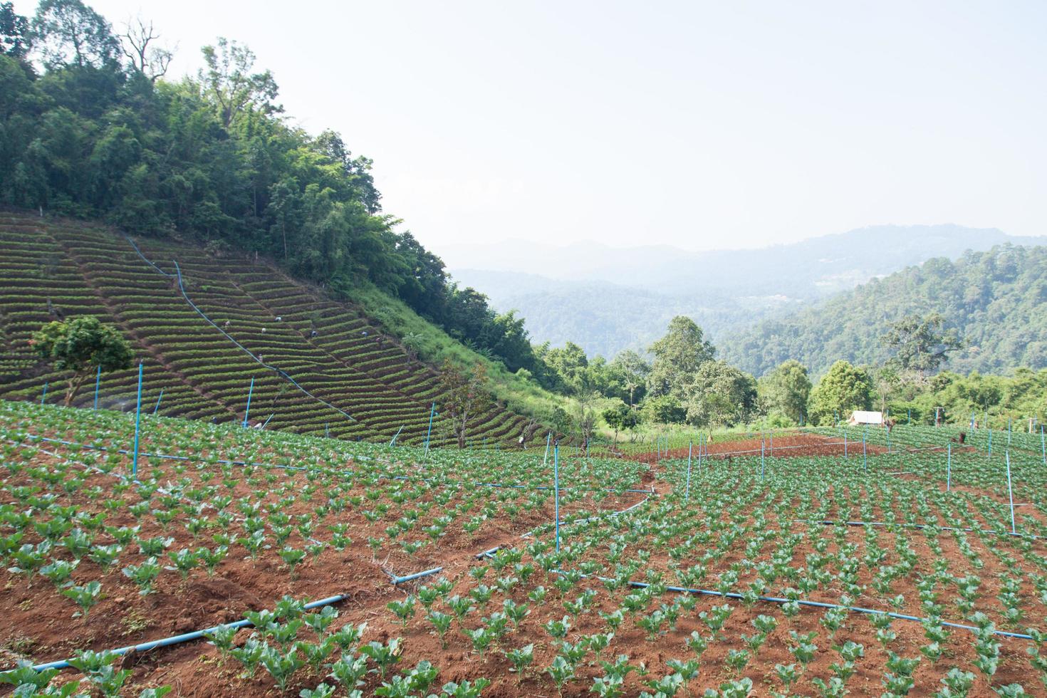 zona agricola in montagna foto