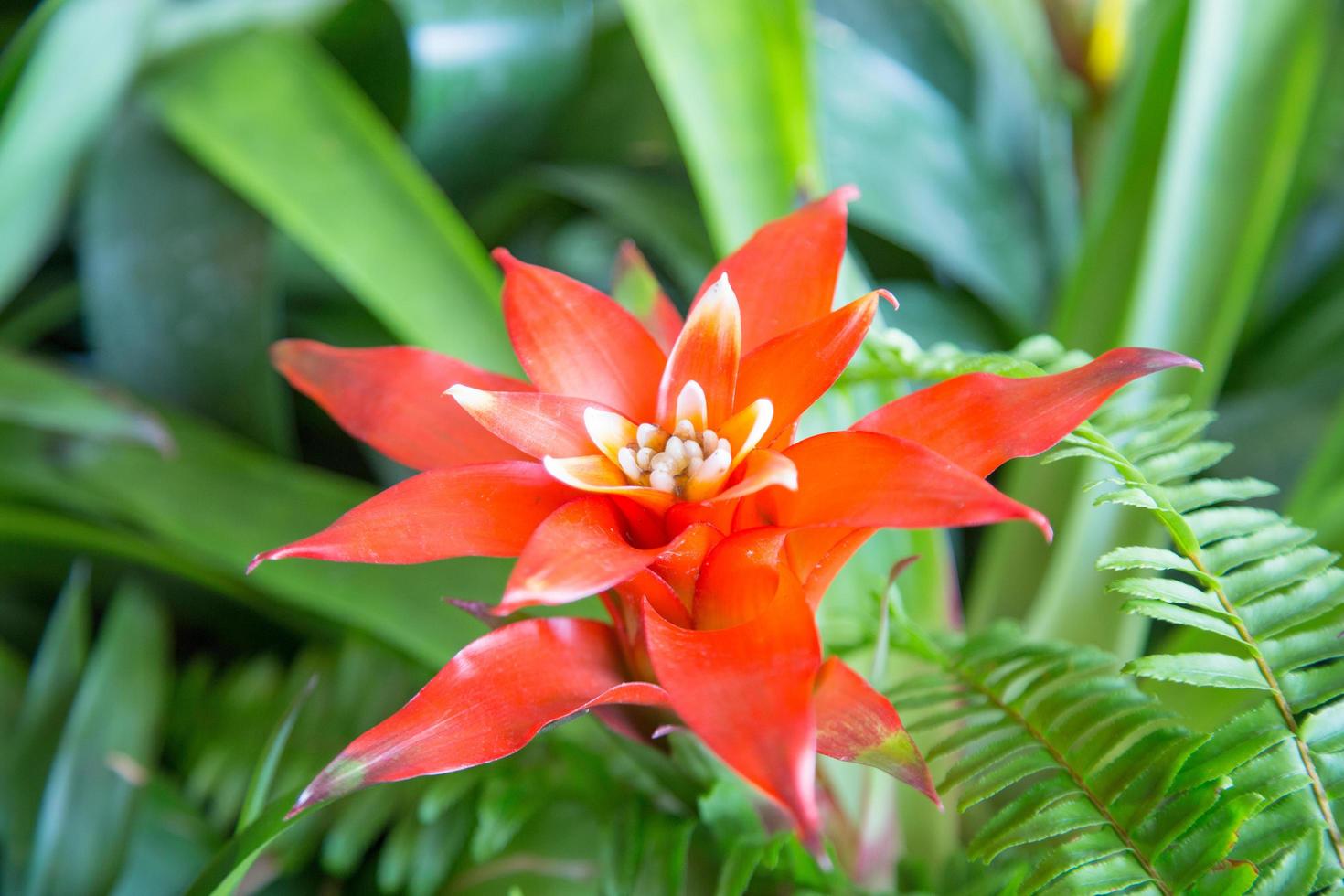 grande fiore rosso, primo piano foto