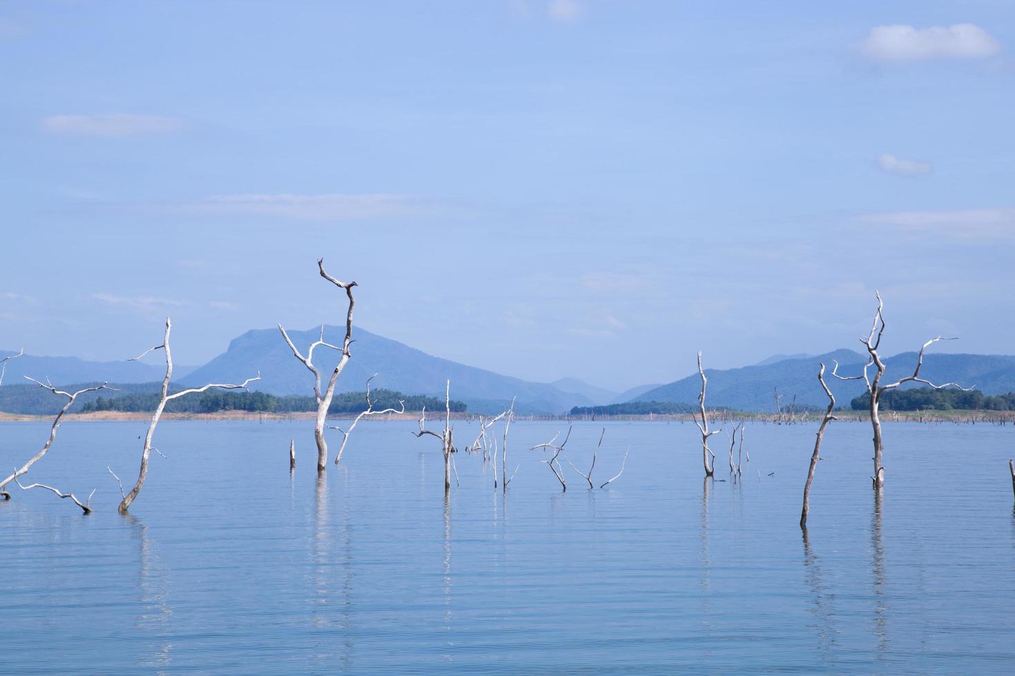 alberi morti in un serbatoio foto