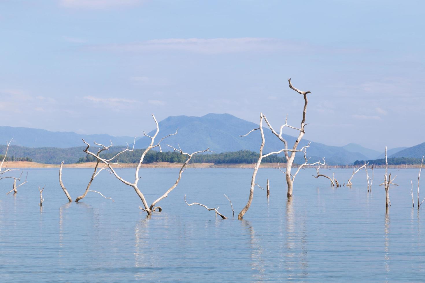 alberi morti in un serbatoio foto