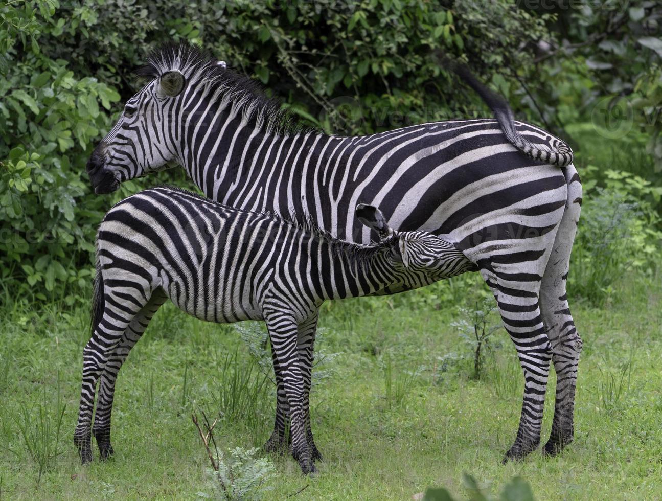 un' bambino zebra feed a partire dal suo madre nel Africa. foto