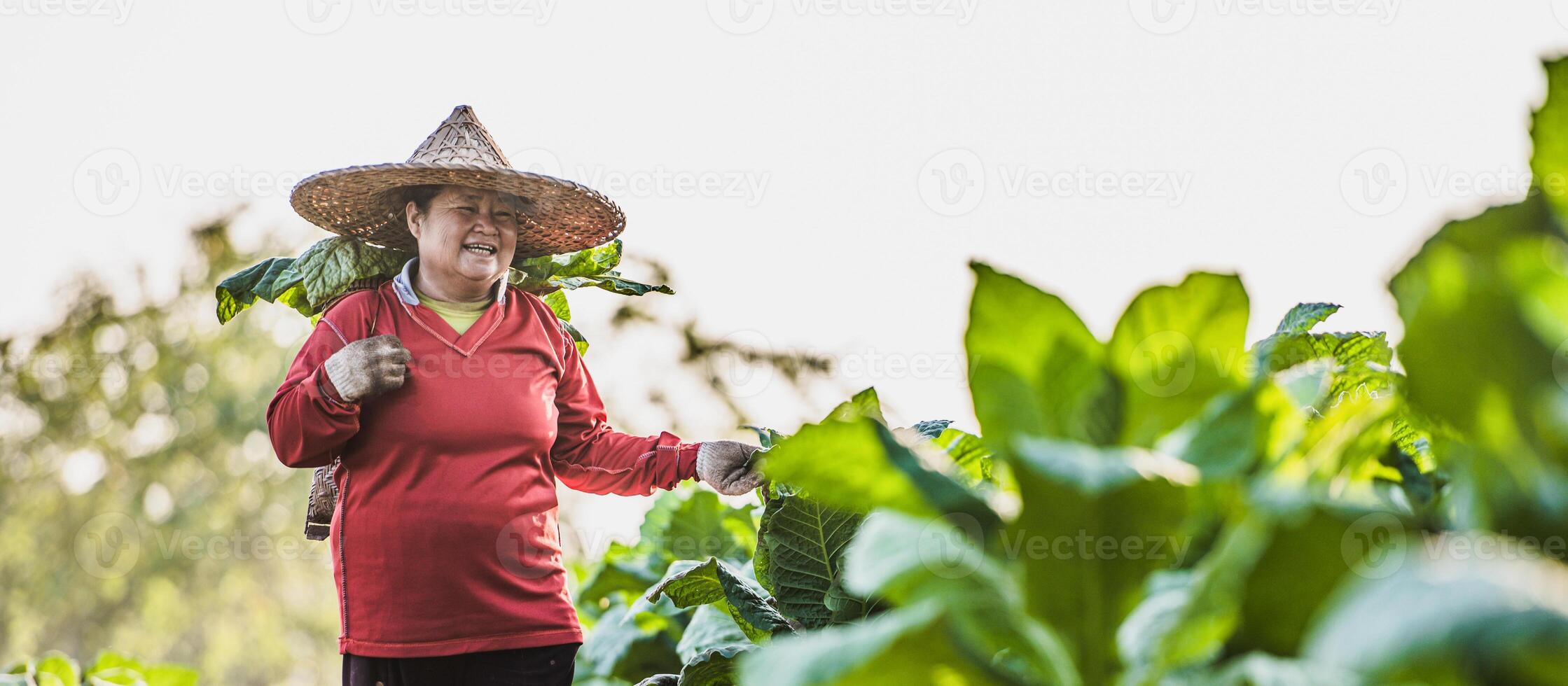 femmina contadino Lavorando agricoltura nel tabacco i campi foto