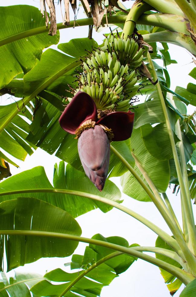 albero di banane con fiori di banana foto