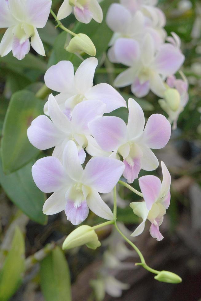 fiori di orchidea in fiore foto