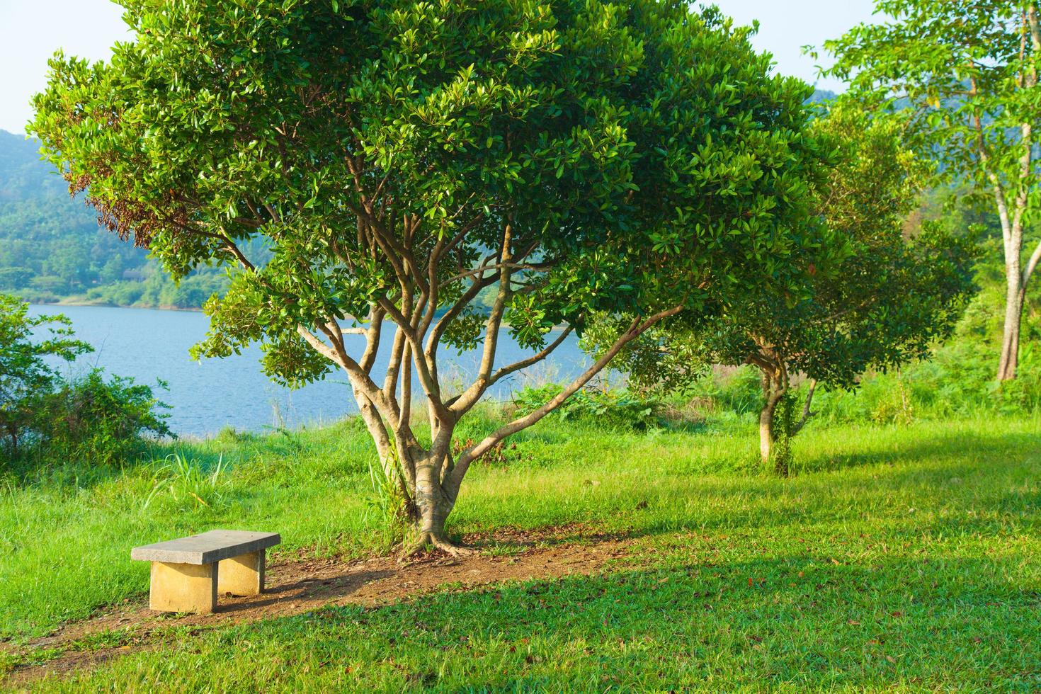 panchina sotto un albero foto