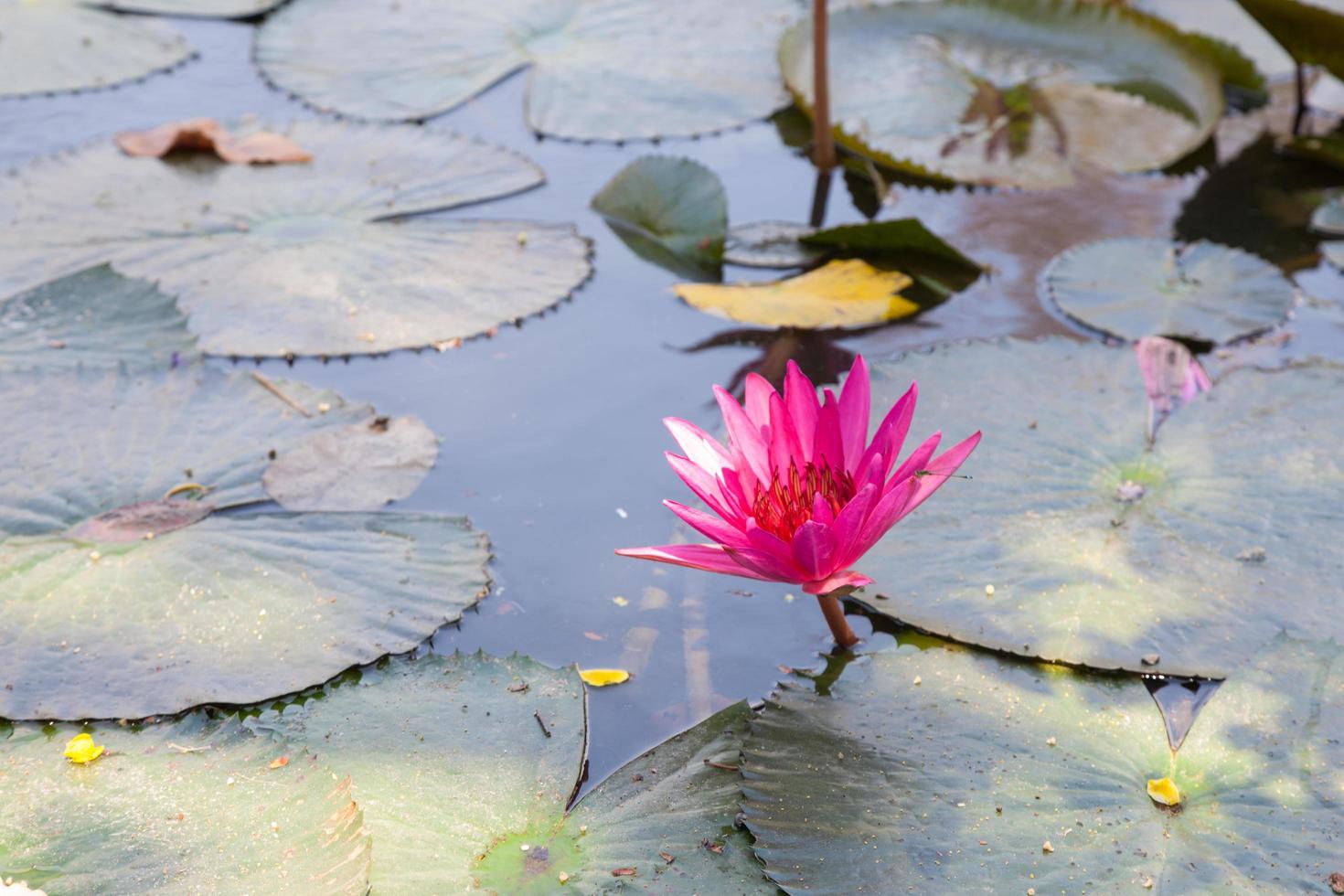 lotus in un piccolo stagno foto