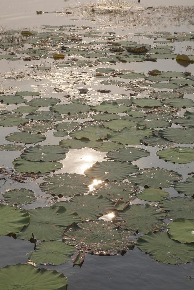 foglie di loto e fiori di loto foto