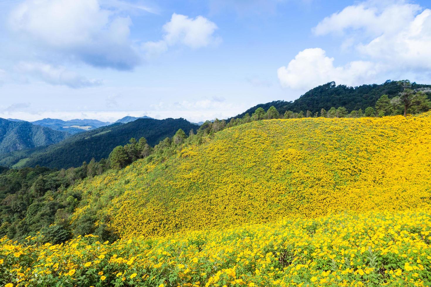 paesaggio in thailandia con fiori gialli foto