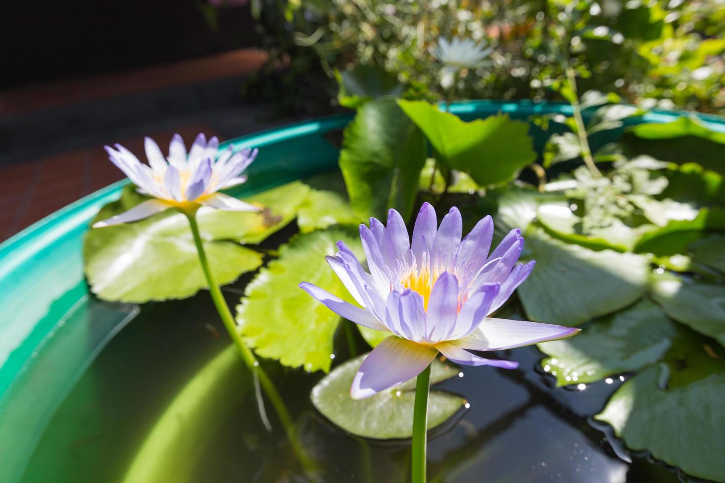 loto in piena fioritura in uno stagno foto