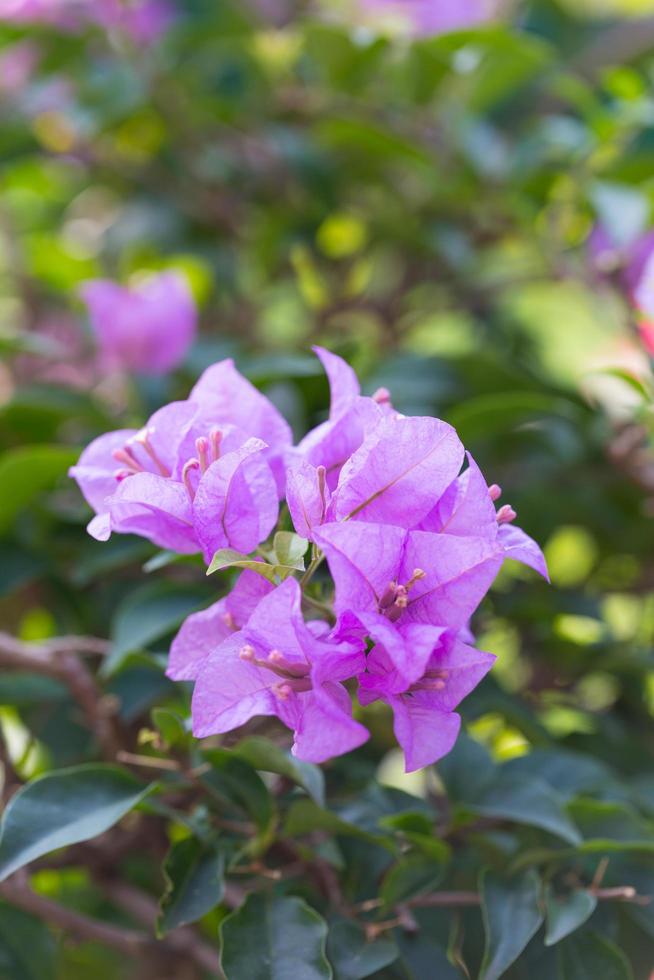 fiori viola nel parco foto