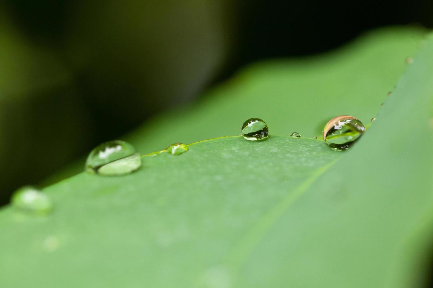 goccioline d'acqua su una foglia foto