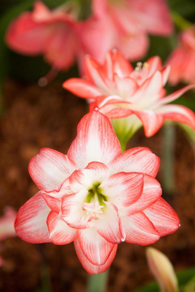 grandi fiori bianchi e rossi foto