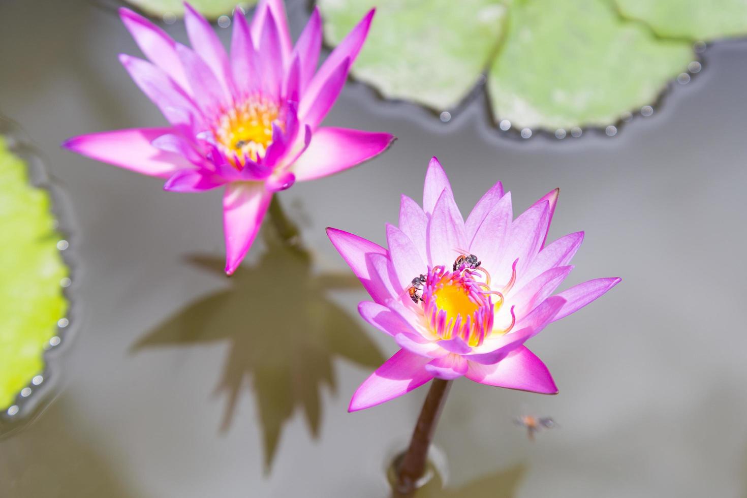 fiori di loto viola in fiore, primo piano foto