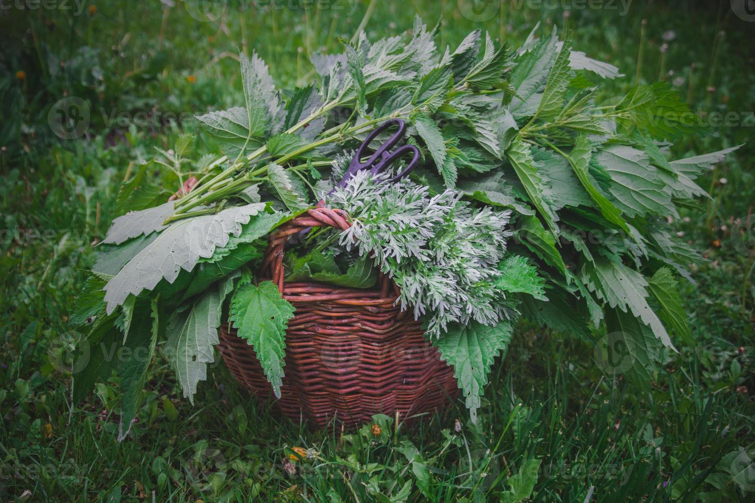 vicino su raccolta medicinale bosco erbe aromatiche nel intrecciata cestino concetto foto