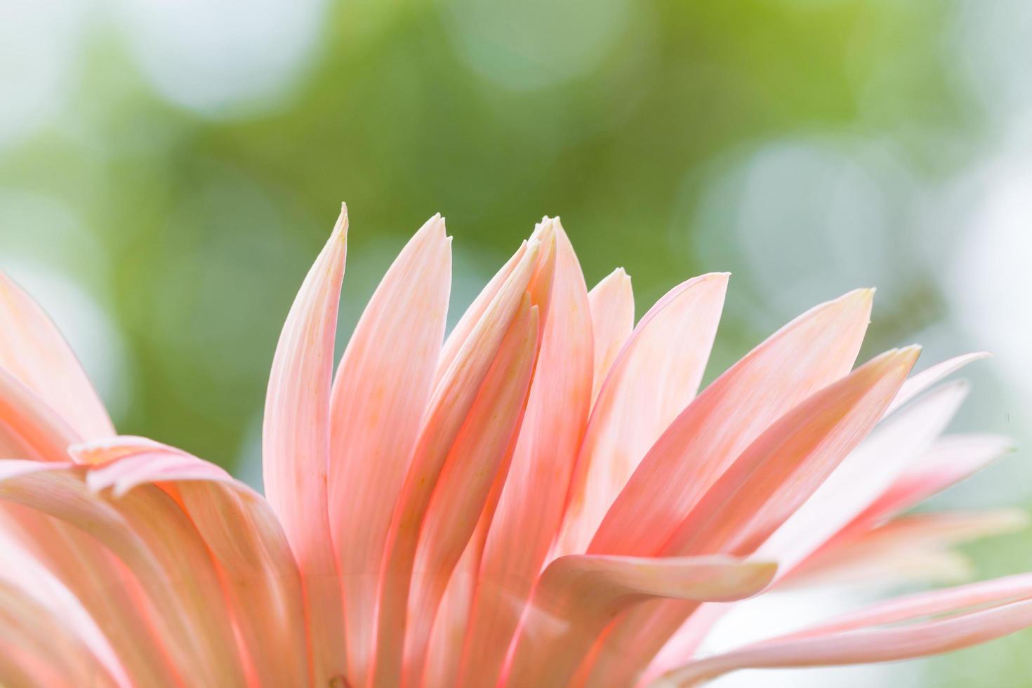 petali di fiori rosa foto