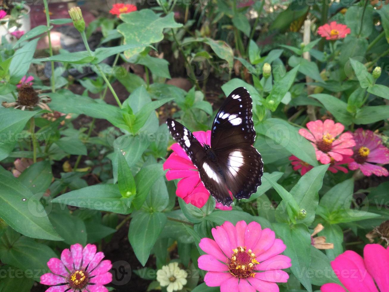 io ha preso un' immagine di un' farfalla arroccato su un' fiore nel un' fiore giardino. il farfalla modello sembra molto bella foto