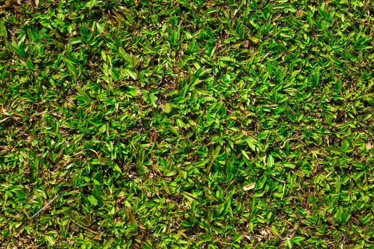 erba verde per texture o sfondo foto