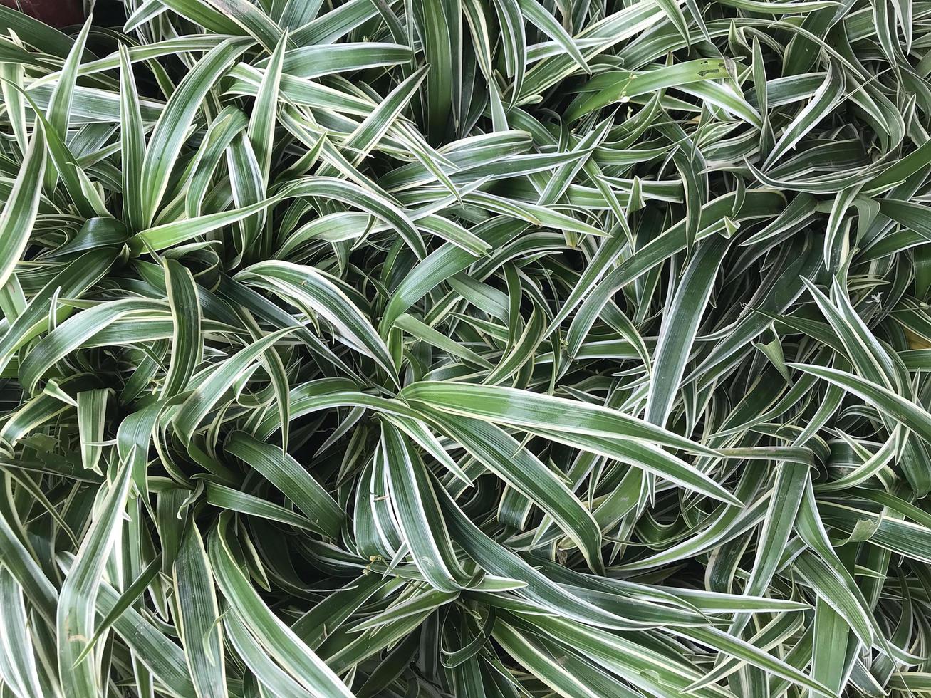 erba verde variegata foto