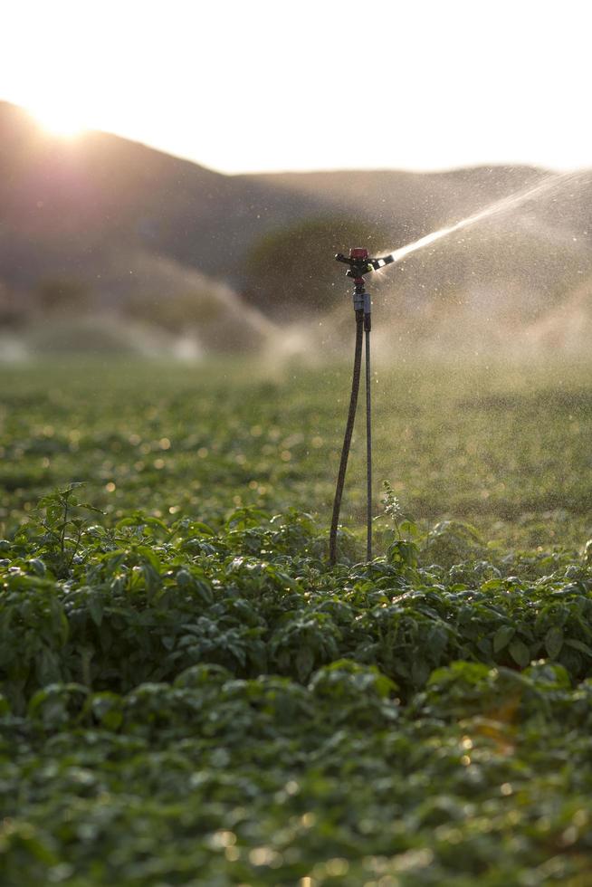 irrigatori di irrigazione in un campo di basilico al tramonto foto