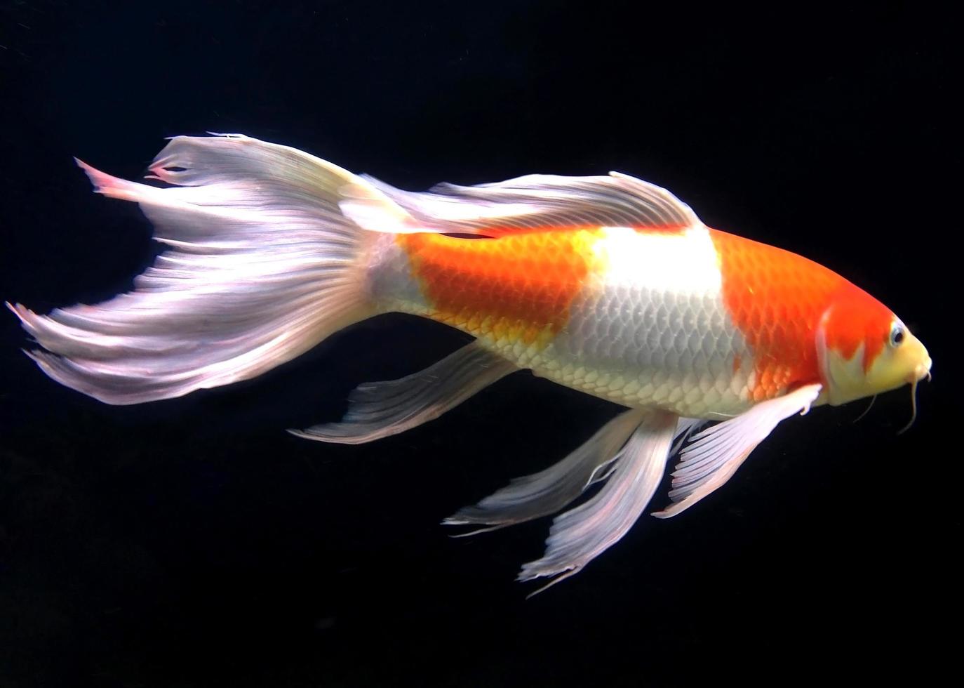 pesci bianchi e arancioni in acquario foto