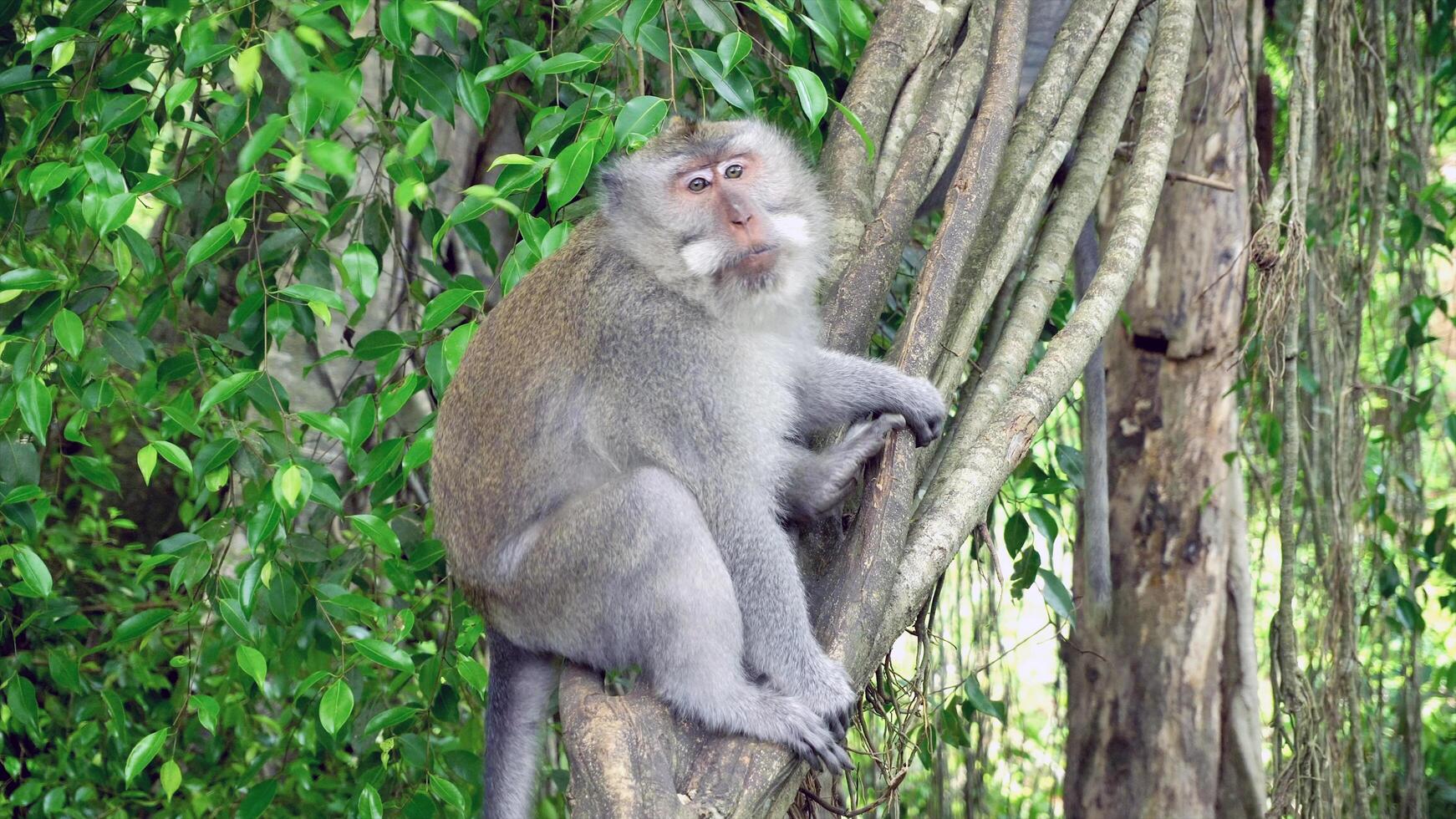 misterioso animale mondo 2 foto