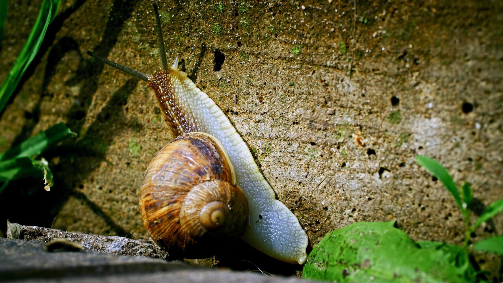 misterioso animale mondo 2 foto