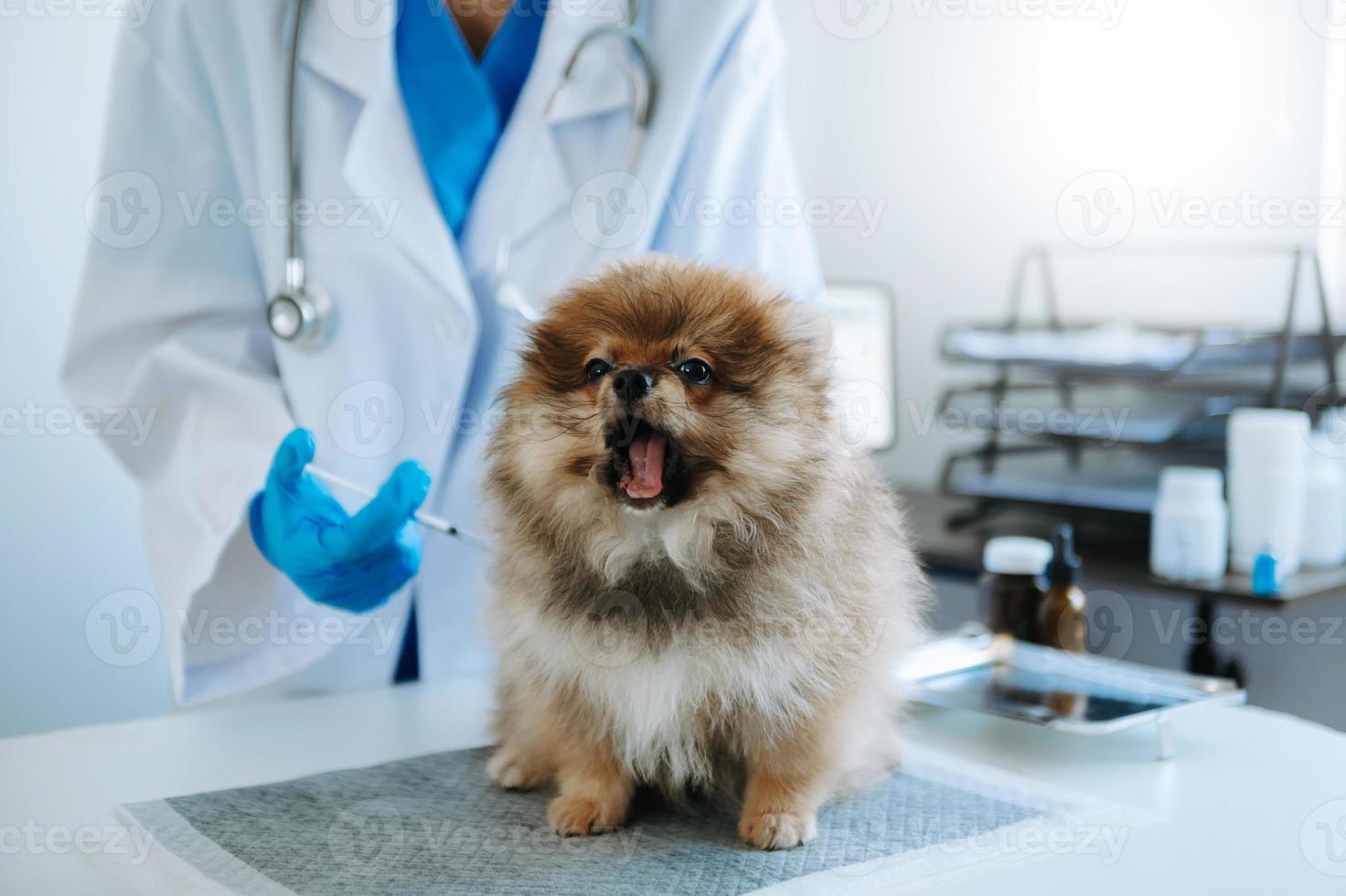 maschio veterinario nel opera Abiti ascoltando per un' piccolo cani respiro con fonendoscopio.in un' veterinario clinica. foto
