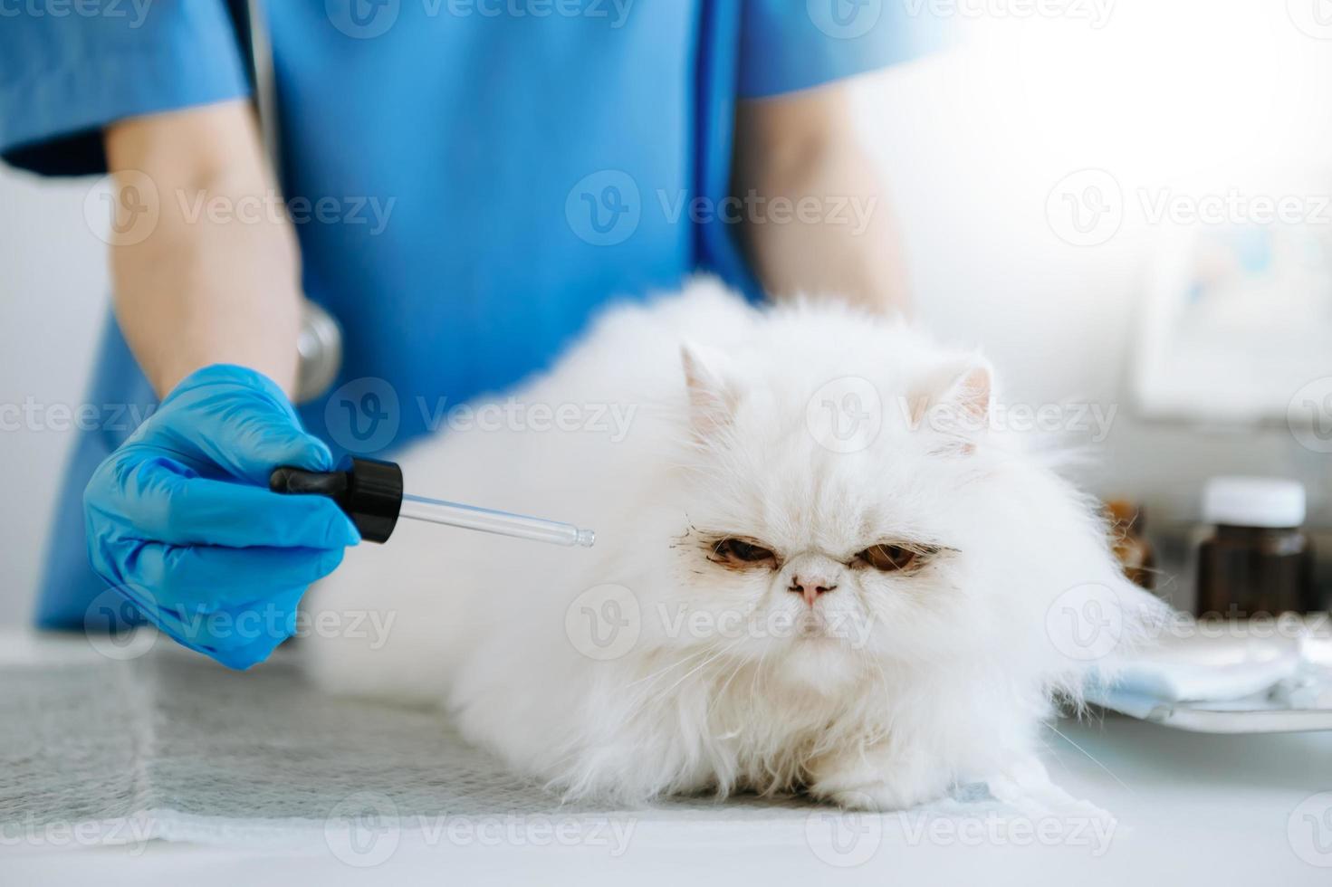 femmina veterinario medico utilizzando stetoscopio per carino gattino e pulito animale orecchie nel ospedale foto