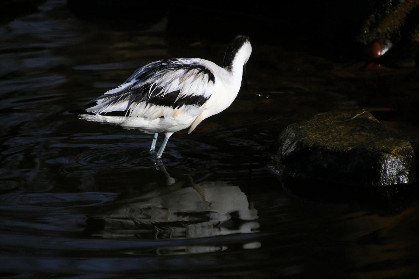 vista di un'avocetta foto