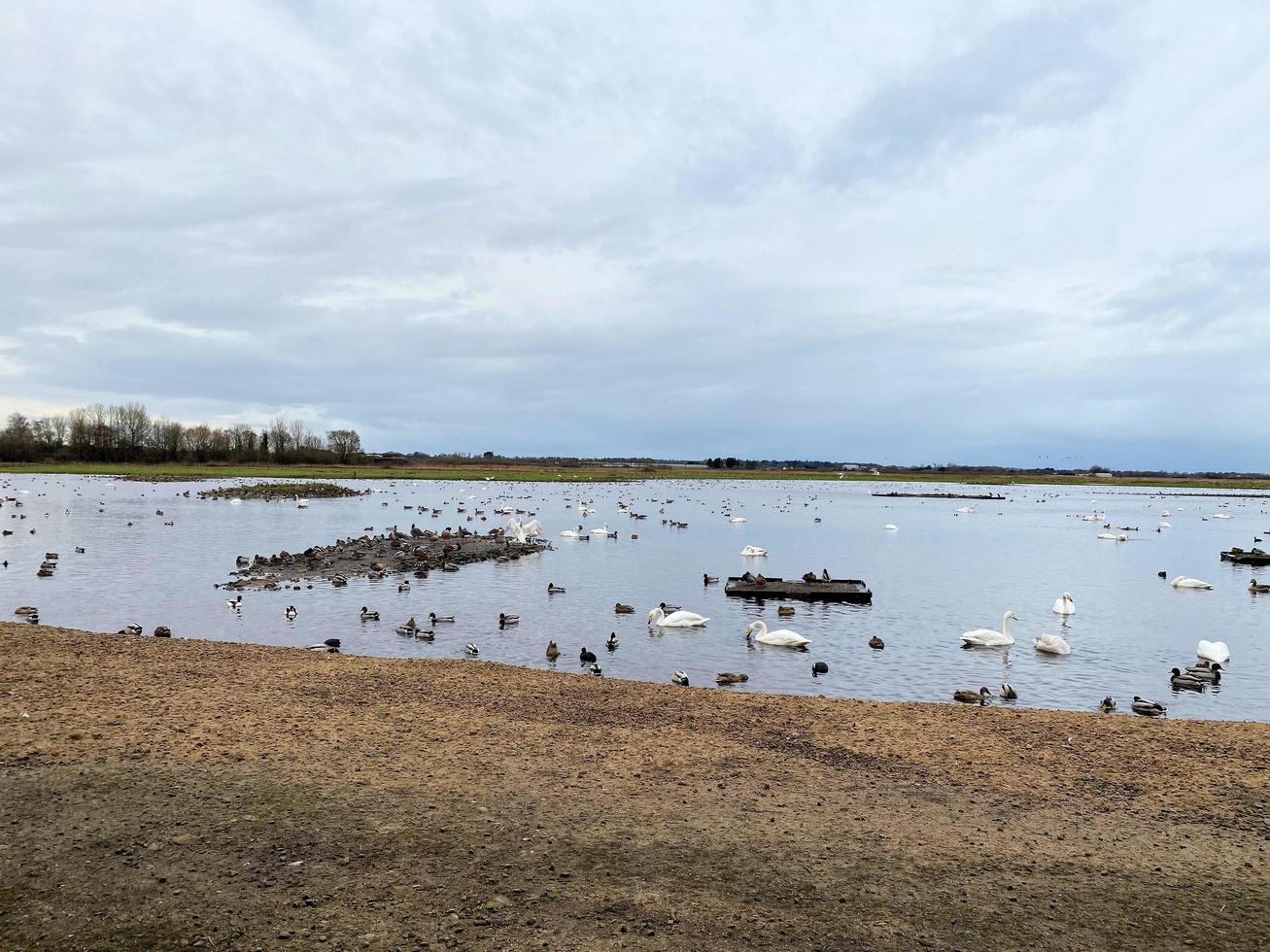 un' Visualizza di alcuni uccelli a martin semplice natura Riserva foto