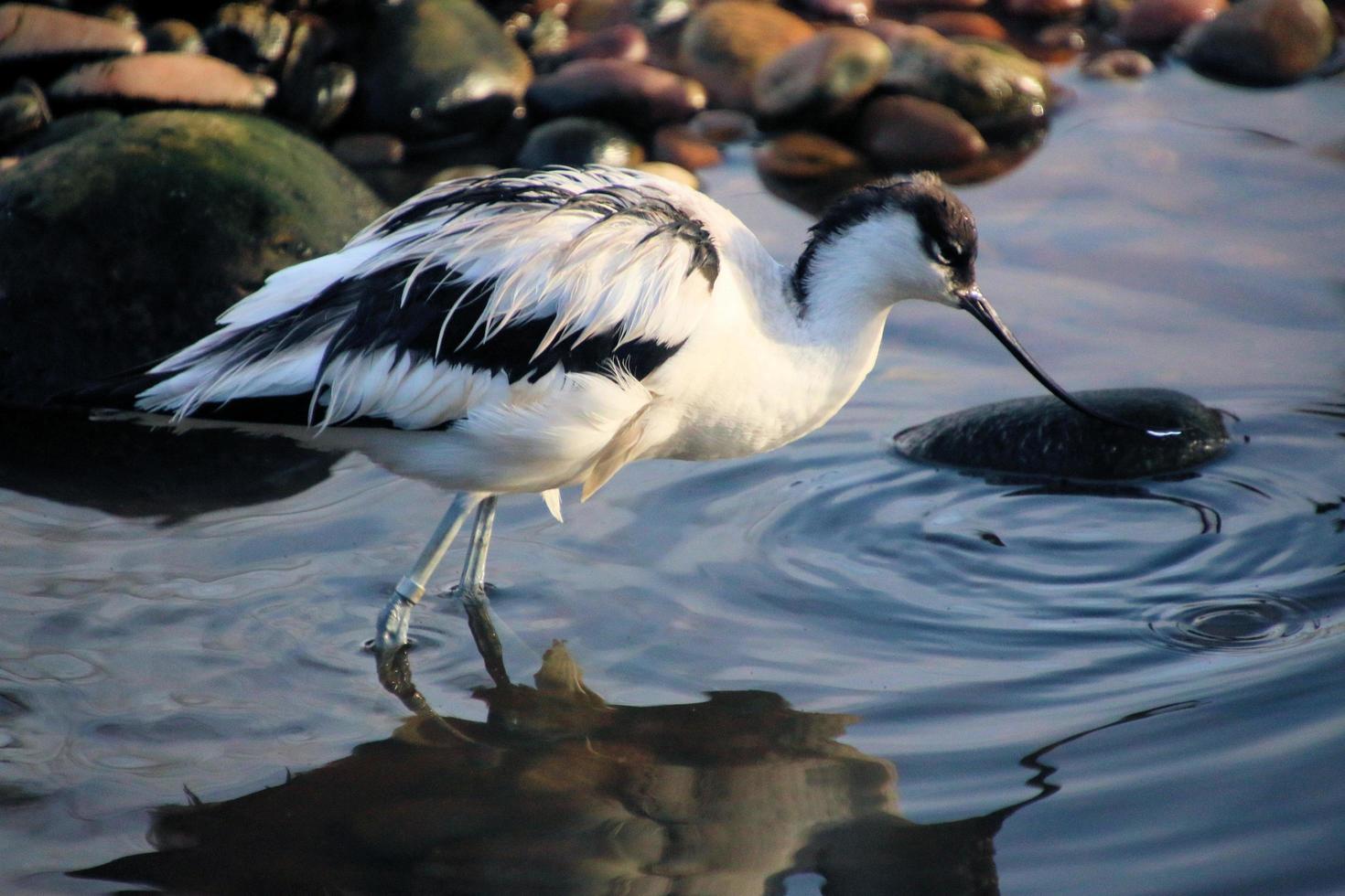 vista di un'avocetta foto