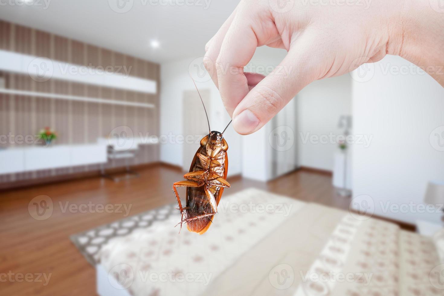 mano Tenere scarafaggio a camera nel Casa sfondo, eliminare scarafaggio nel camera Casa, scarafaggi come vettori di malattia foto