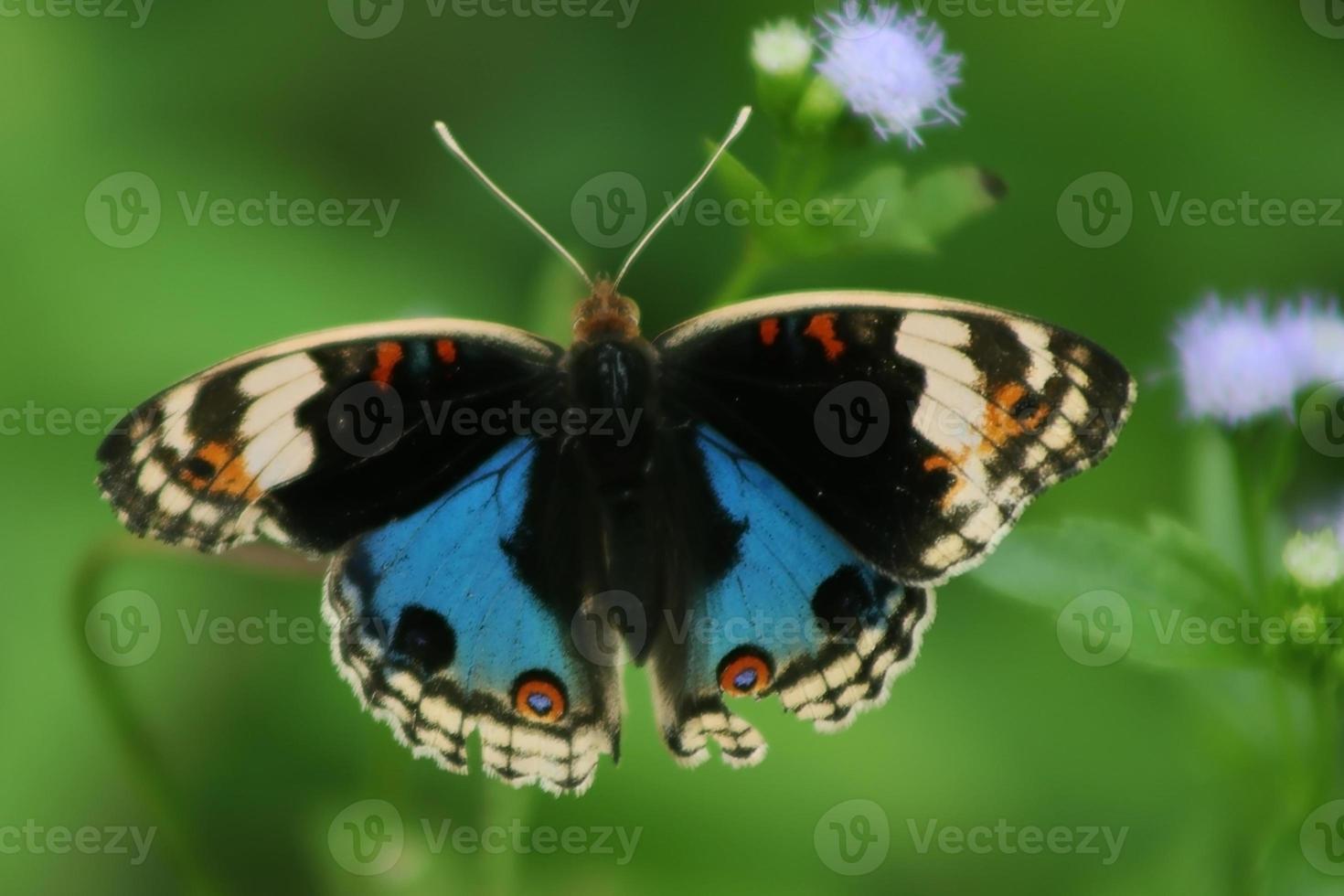 volante insetto animale, succhiare i fiori buckeye farfalla con misto nero struttura foto