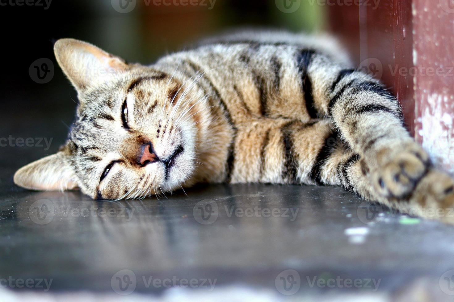 mammiferi, soffice e morbido Marrone pelliccia gatti, carino e carino animali domestici foto